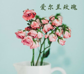 爱尔兰玫瑰