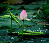 雨后